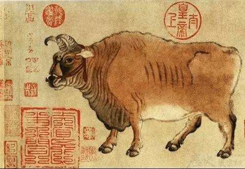 ox cow cattle